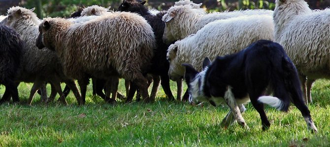 Skudde in de Border Collie Nieuws